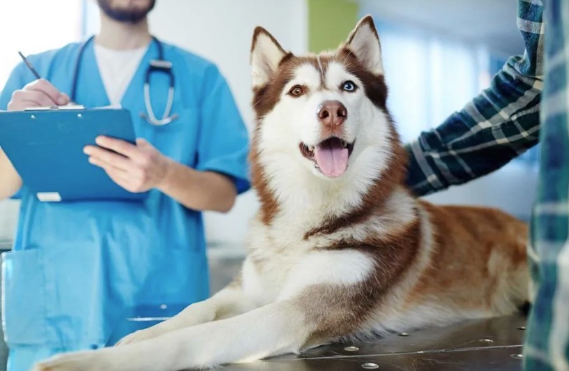 miller pet animal hopsital miami fl