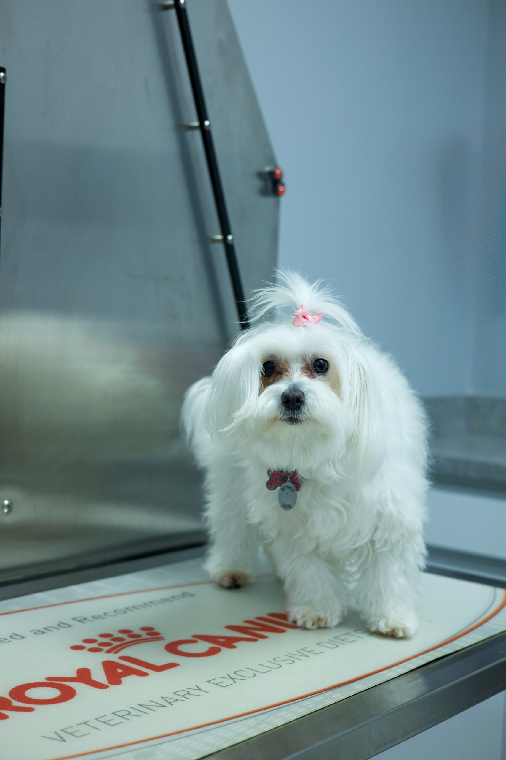 Maltese patient standing on the exam table at Miller Pets Animal Hospital